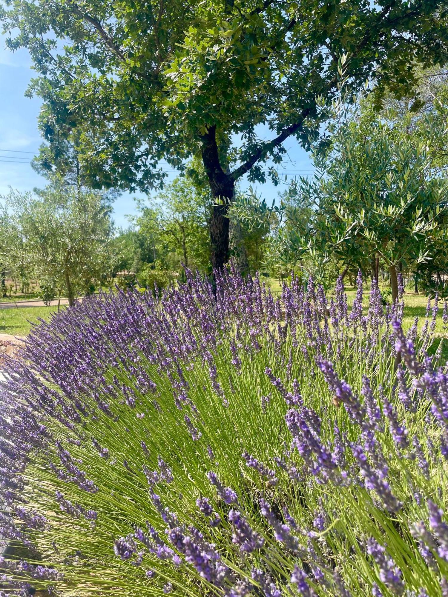 Superbe Villa Seillans La Grande Bastide Avec Piscine, Jardin, Climatisation Et Salle De Sport Exterior photo